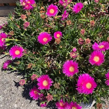 Maison De Frontignan