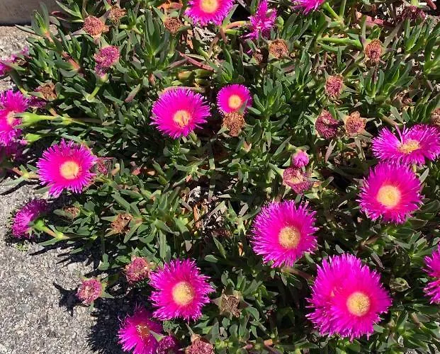 Maison De Frontignan